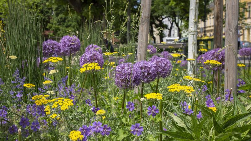copyright: Wiener Stadtgärten/Wieser Blumenbeet mit gelben und violetten Blumen