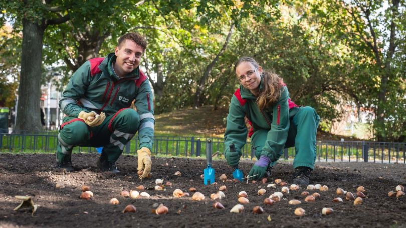 copyright: Stadt Wien / David Bohmann Ein Mitarbeiter und eine Mitarbeiterin in grüner Arbeitskleidung pflanzen in einem Park Blumenzwiebel in die Erde.