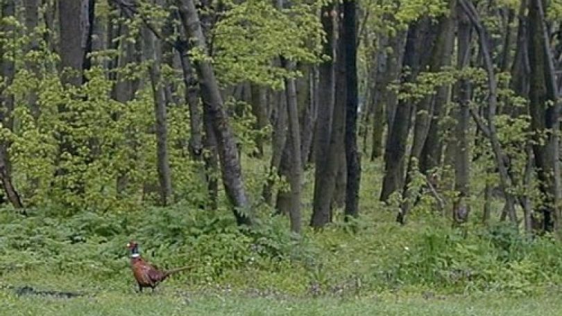 copyright: MA 42 vorne Wiese mit Fasan, dahinter Bäume