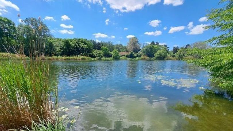 copyright: Wiener Gewässer (MA 45) Seichtes Seeufer mit Schilf