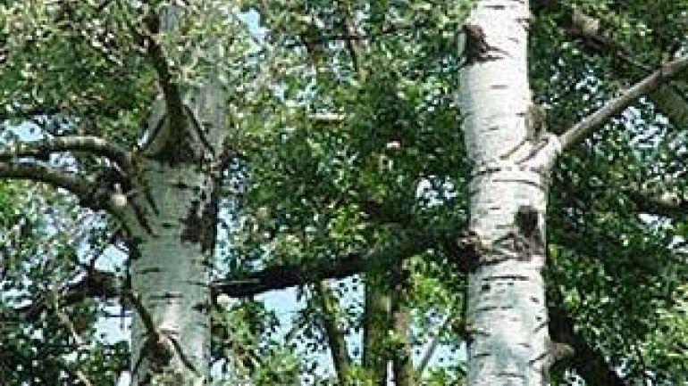 copyright: MA 49 Silberpappeln