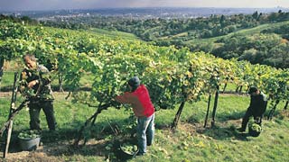 Zwei Personen arbeiten im Weingarten