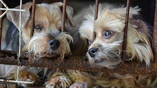 Zwei Hundewelpen in einem engen Kfig