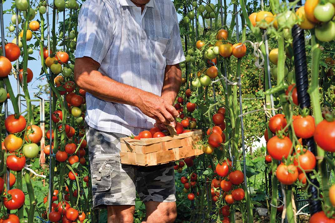 Mann pflückt Tomaten und gibt sie in einen Korb.