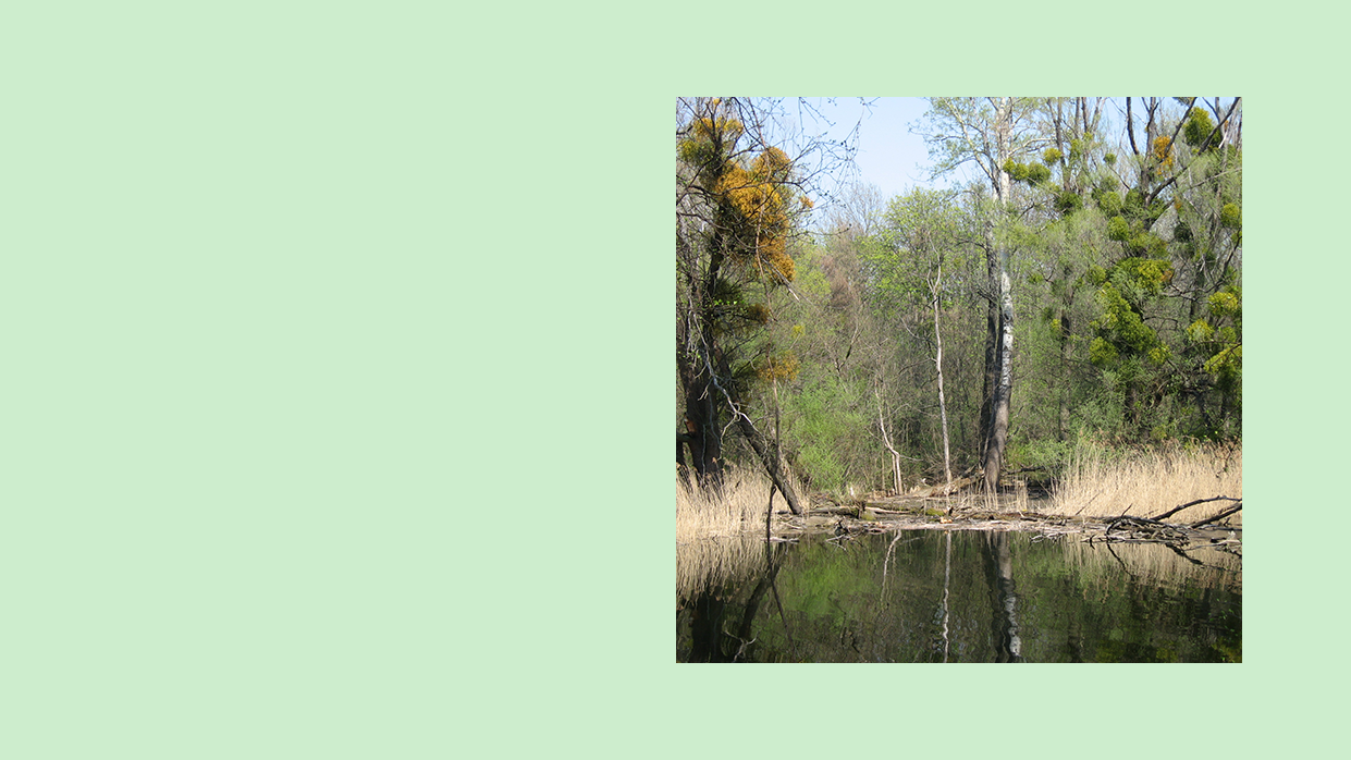 Kapitel bild: Auwald mit Gewässer und Schilf im Vordergrund