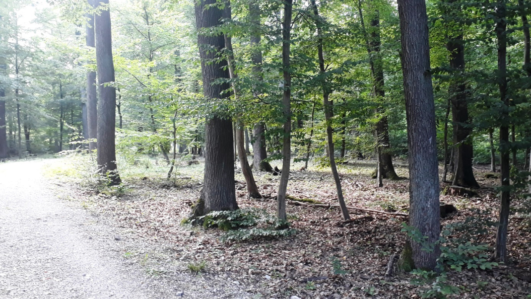 Waldweg im Landschaftsschutzgebiet Penzing