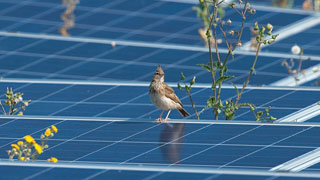 Vogel auf Solaranlage