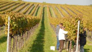 Weingarten im Herbst, Mann und Frauen schneiden Trauben von Weinstcken