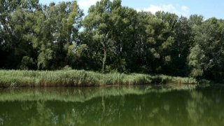 Wasserflche mit schilfbestandener Uferzone vor dichtem Auwaldbestand