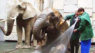 Zwei Elefanten werden mit Gartenschlauch abgespritzt