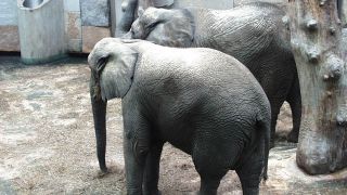 Zwei Elefanten in Gehege