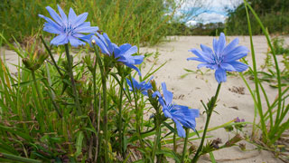 Blume mit blauen Blten neben Gras im Sand