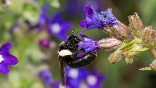 wild bee on violet blossom