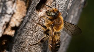 wild bee on dead wood