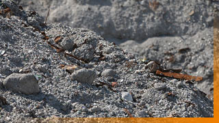 Nahaufnahme von Aschenschlacke auf der Deponie Rautenweg