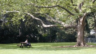 Sitzplatz unter groem Baum
