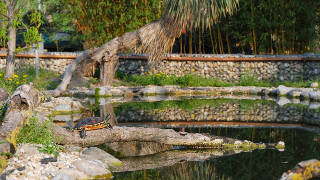 Schildkrte auf einem Baumstamm in einem Teich