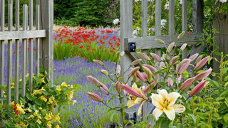 Flower beds in front of and behind a wooden fence