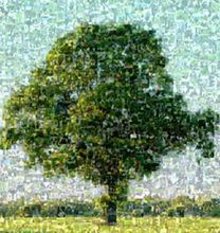 Bild eines Baumes, zusammengestellt aus Bildern von UntersttzerInnen der sterreichischen Baumkonvention
