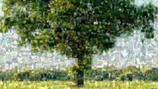 Bild eines Baumes, zusammengestellt aus Bildern von UntersttzerInnen der sterreichischen Baumkonvention