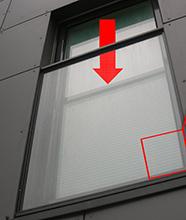 Fledermuse in der Falle zwischen Fenster und Fensterabdeckung