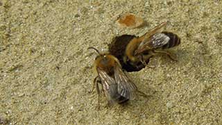 zwei Frhlings-Seidenbienen an einem Sandloch