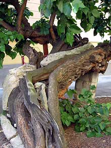Weier Maulbeerbaum in der Landstraer Hauptstrae 4a im 3. Wiener Gemeindebezirk