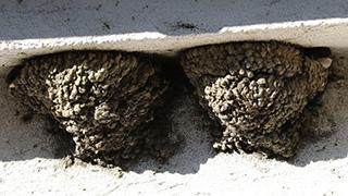 Mehlschwalben-Nester unter einem Gesims. Links und rechts kann man die jungen Mehlschwalben am Nesteingang entdecken.