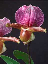 Zwei violette Blten der Pflanze Paphiopedilum (eine Frauenschuh-Art)
