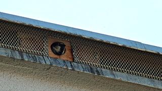 Ersatz-Nistmglichkeiten auf einem Dach