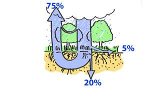 Schematische Darstellung der Regenwasserverdunstung in der Natur: 75% verdunsten