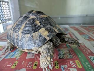Foto Animale