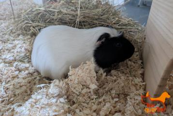 Foto Animale