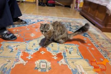 Foto Animale