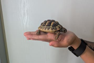 Foto Animale