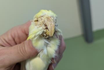 Foto Animale