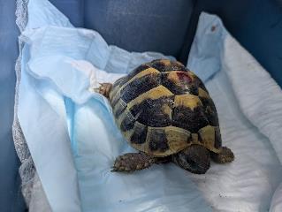 Foto Animale