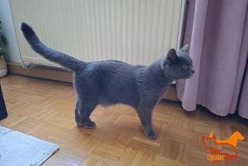 Foto Animale