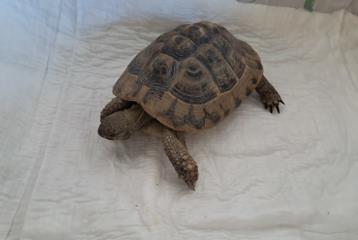 Foto Animale