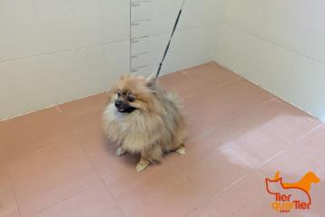 Foto Animale