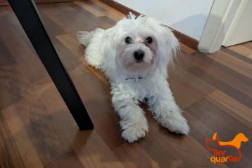 Foto Animale