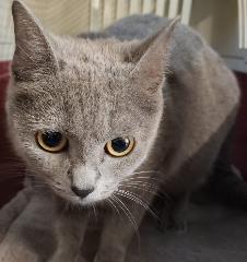 Foto Animale