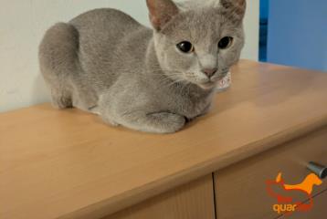 Foto Animale