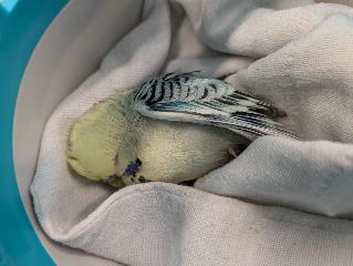 Foto Animale