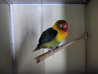Foto Animale