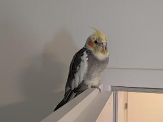 Foto Animale