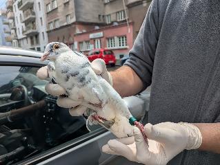 Foto Animale