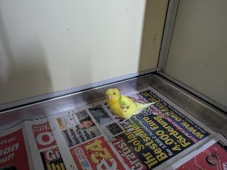 Foto Animale