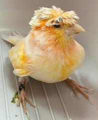 Foto Animale