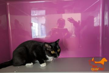 Foto Animale